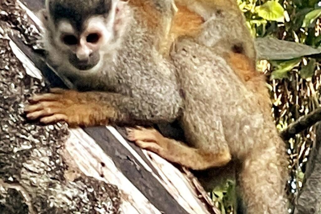 An Abundance Of Wildlife At Jungle Glory Home Abajo مانويل أنطونيو المظهر الخارجي الصورة