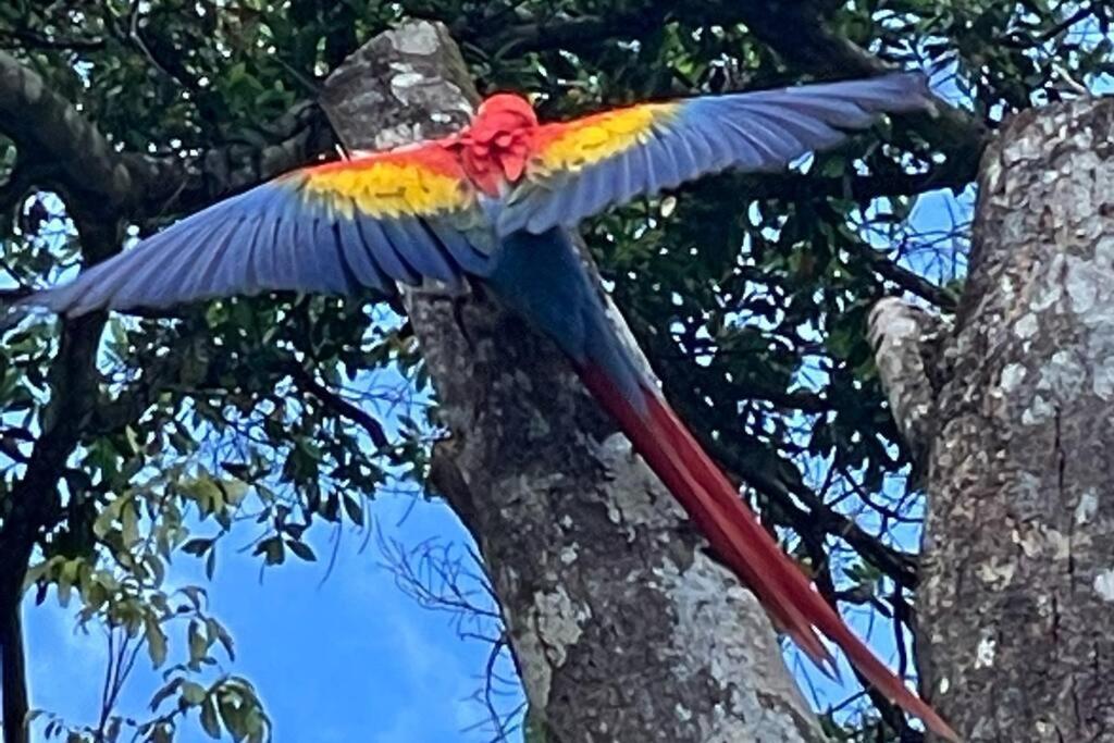 An Abundance Of Wildlife At Jungle Glory Home Abajo مانويل أنطونيو المظهر الخارجي الصورة