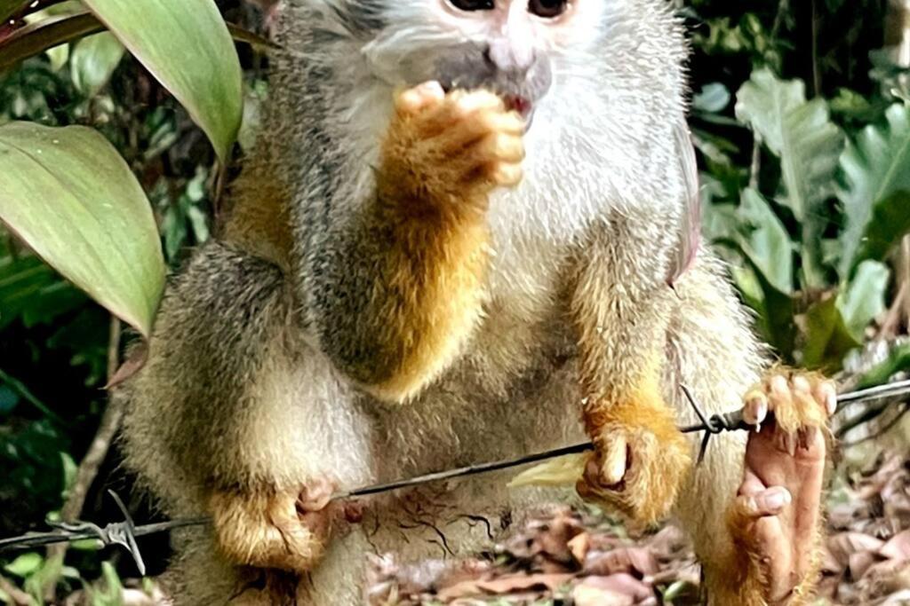 An Abundance Of Wildlife At Jungle Glory Home Abajo مانويل أنطونيو المظهر الخارجي الصورة