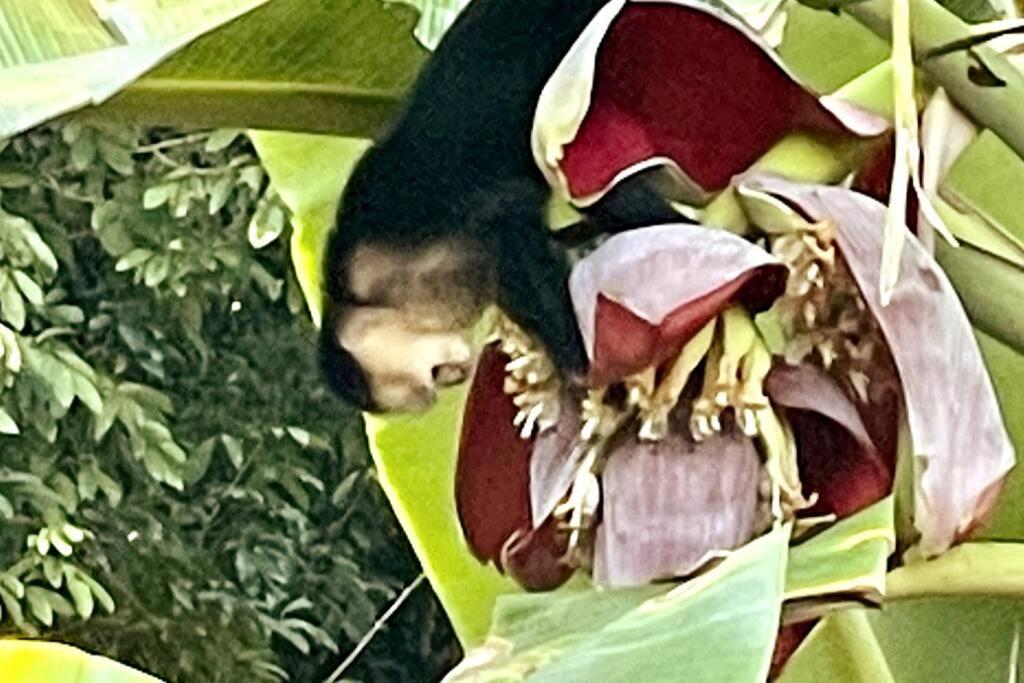 An Abundance Of Wildlife At Jungle Glory Home Abajo مانويل أنطونيو المظهر الخارجي الصورة