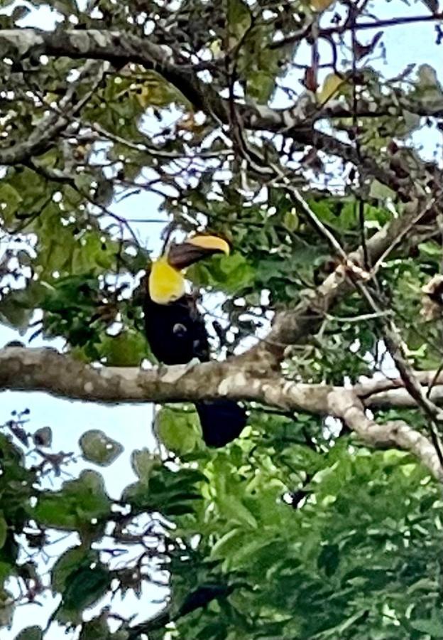 An Abundance Of Wildlife At Jungle Glory Home Abajo مانويل أنطونيو المظهر الخارجي الصورة