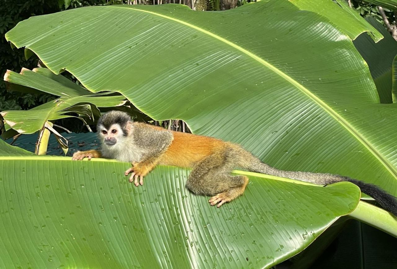An Abundance Of Wildlife At Jungle Glory Home Abajo مانويل أنطونيو المظهر الخارجي الصورة