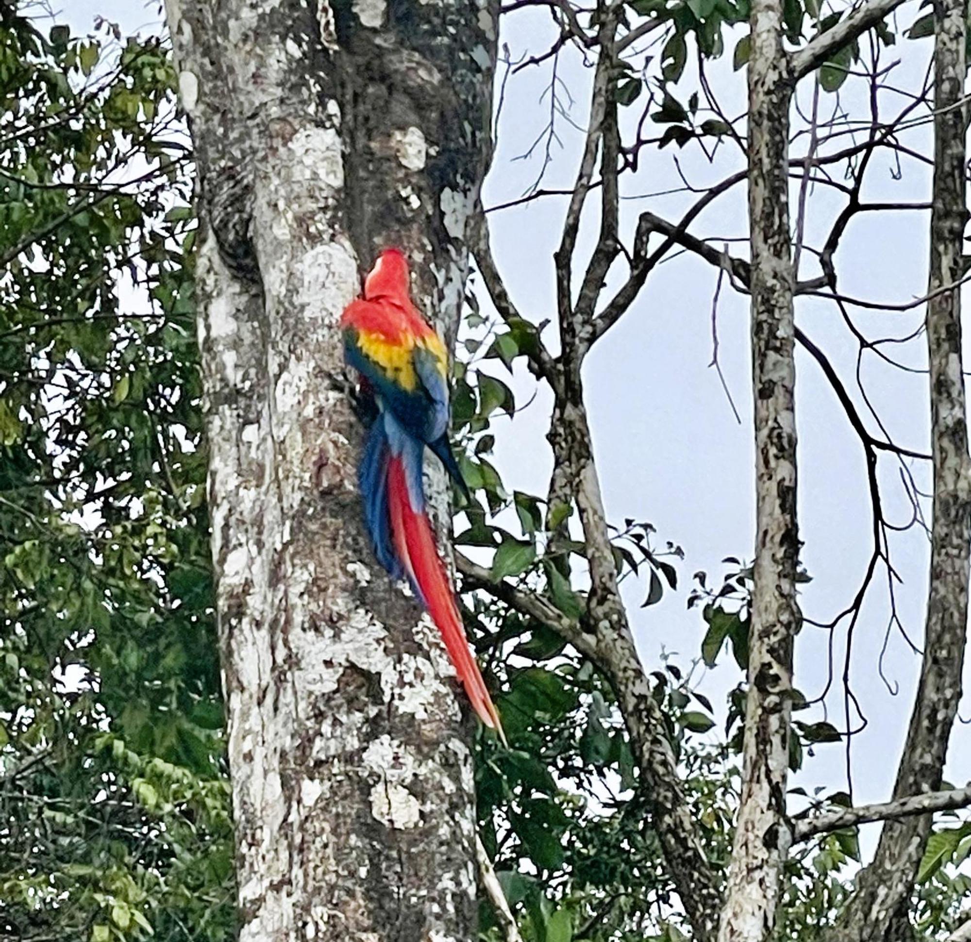 An Abundance Of Wildlife At Jungle Glory Home Abajo مانويل أنطونيو المظهر الخارجي الصورة