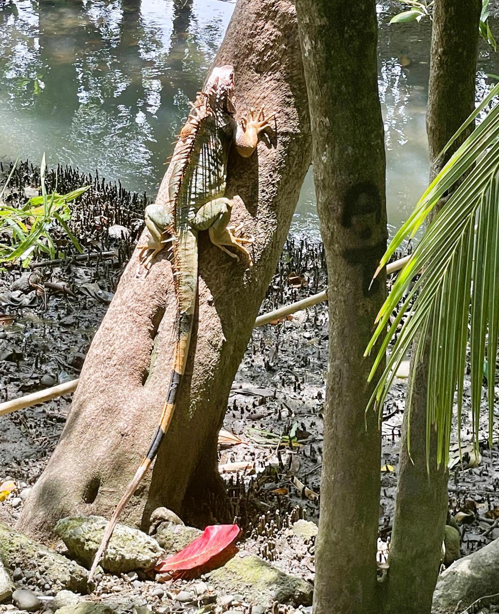 An Abundance Of Wildlife At Jungle Glory Home Abajo مانويل أنطونيو المظهر الخارجي الصورة