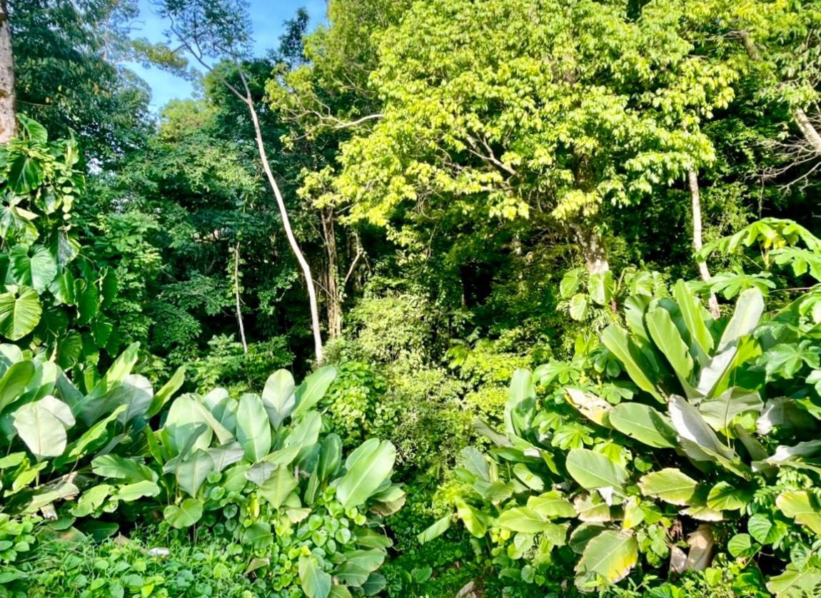 An Abundance Of Wildlife At Jungle Glory Home Abajo مانويل أنطونيو المظهر الخارجي الصورة