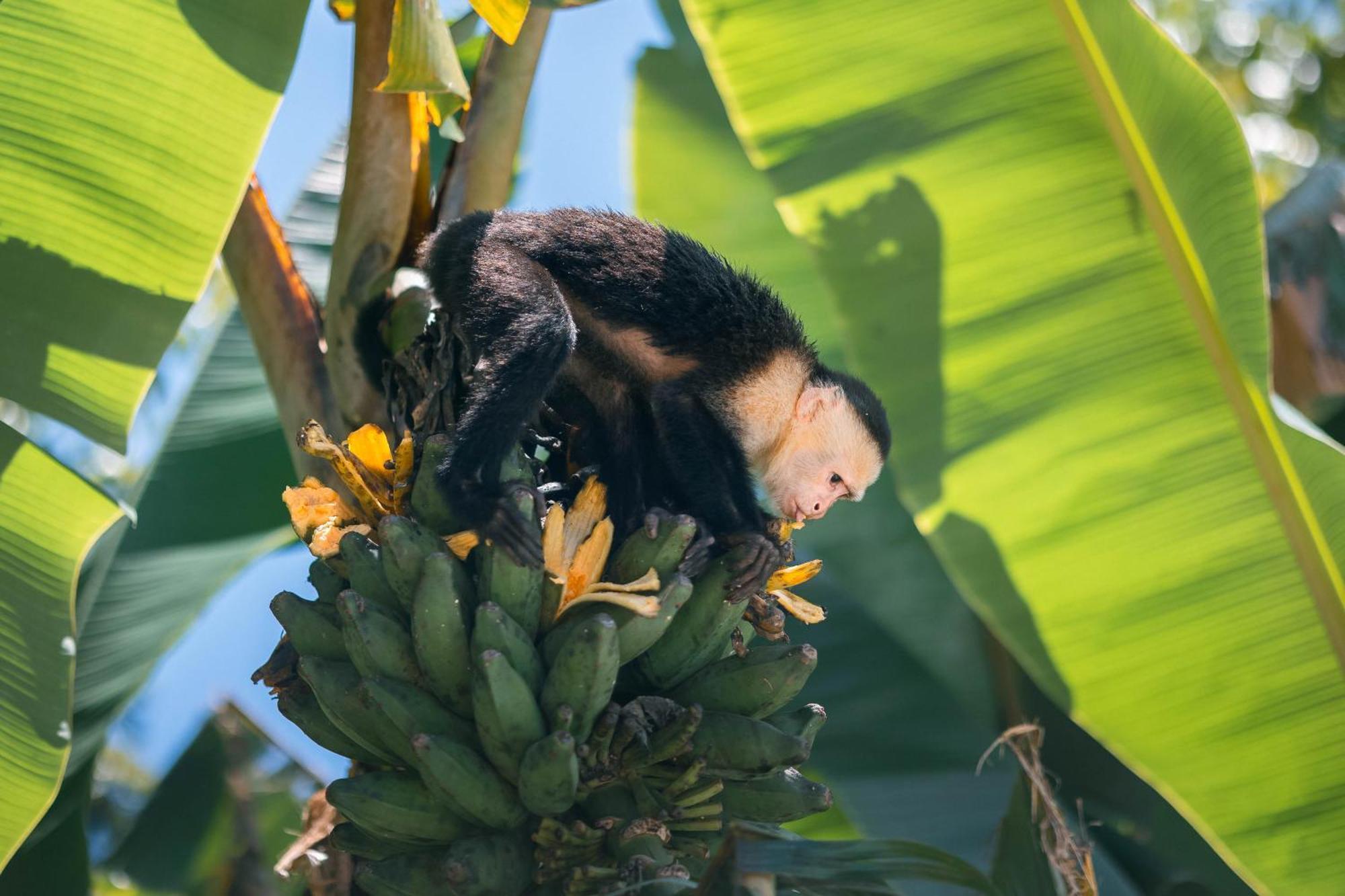 An Abundance Of Wildlife At Jungle Glory Home Abajo مانويل أنطونيو المظهر الخارجي الصورة