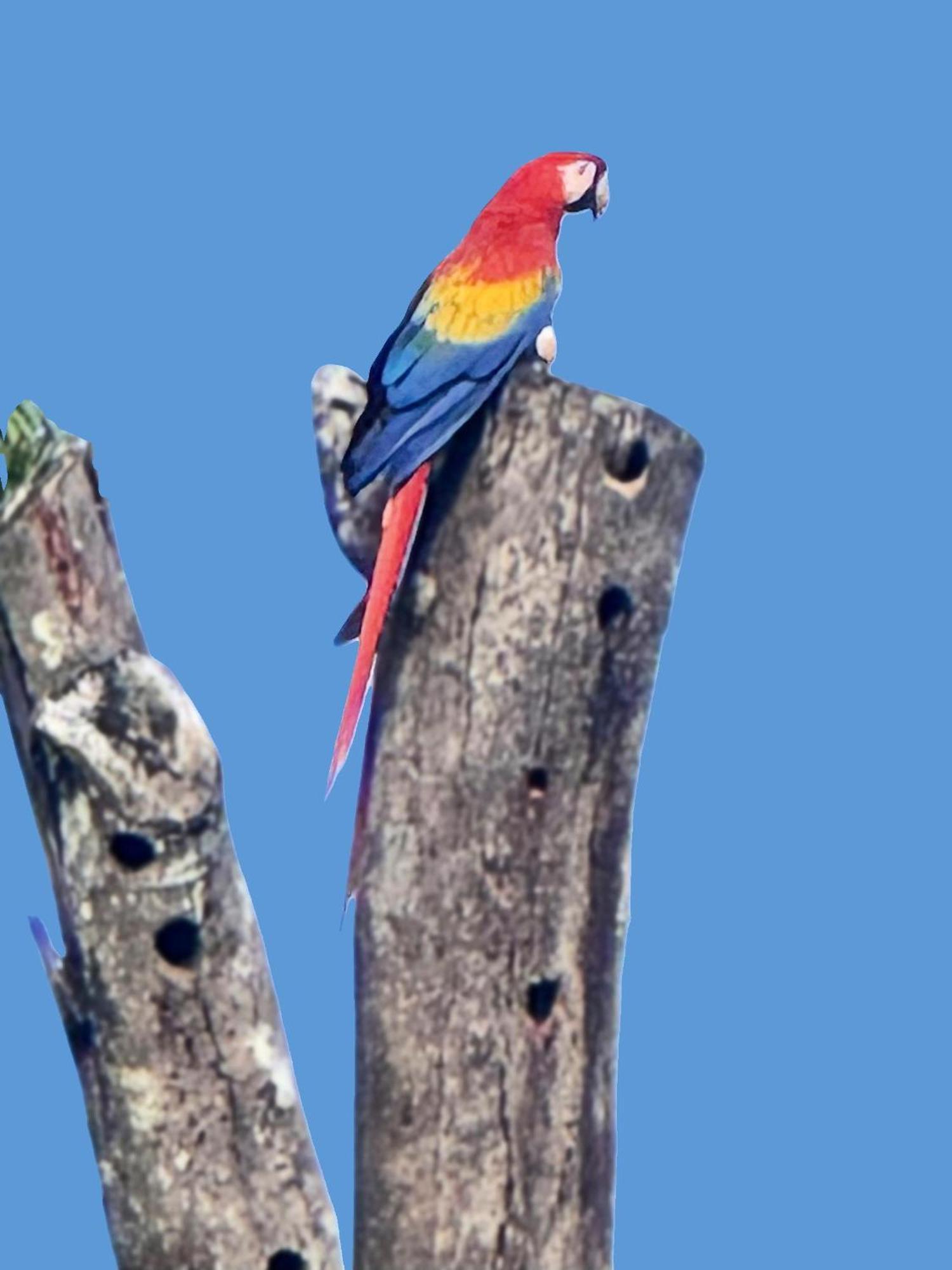 An Abundance Of Wildlife At Jungle Glory Home Abajo مانويل أنطونيو المظهر الخارجي الصورة