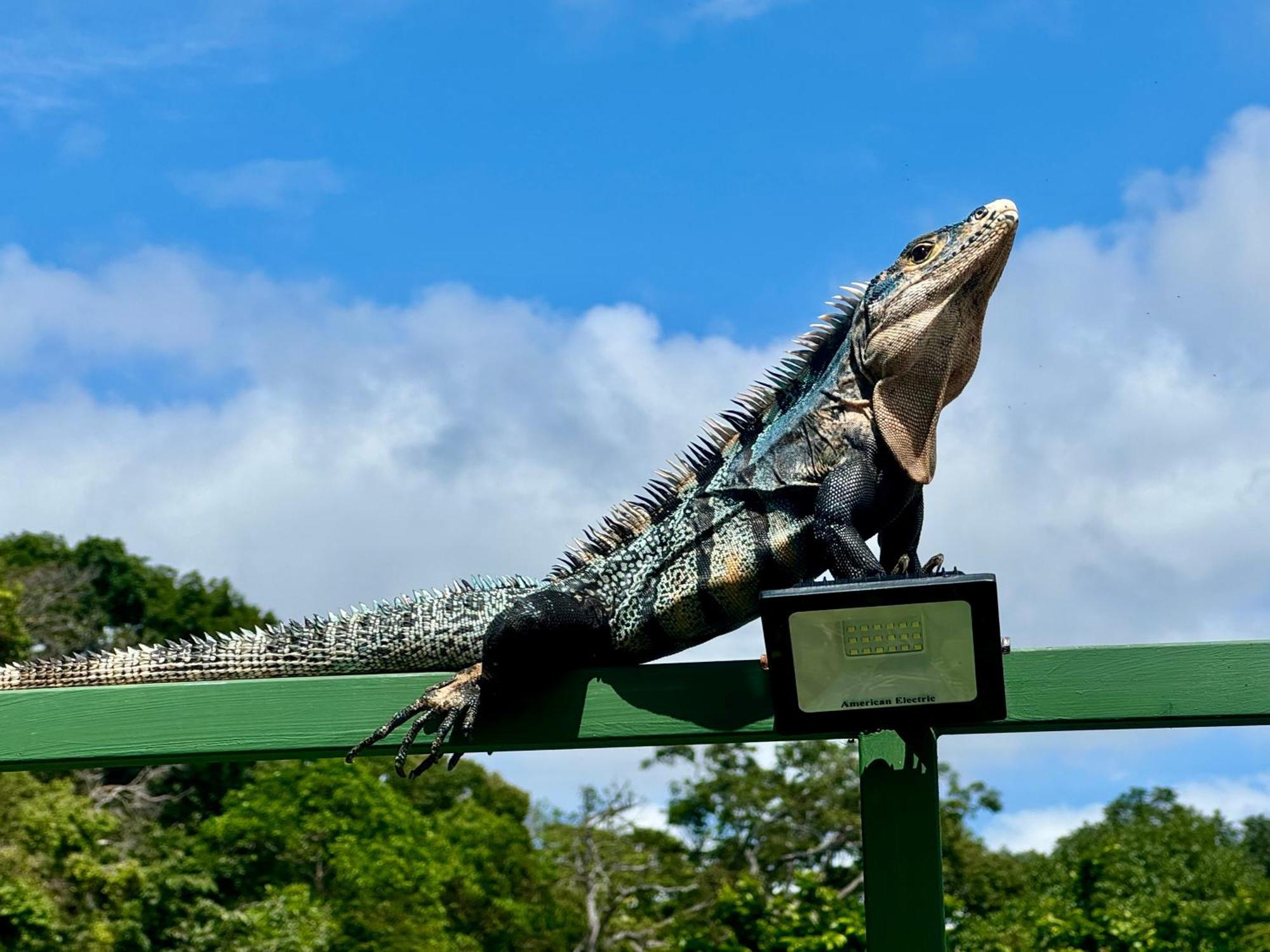 An Abundance Of Wildlife At Jungle Glory Home Abajo مانويل أنطونيو المظهر الخارجي الصورة