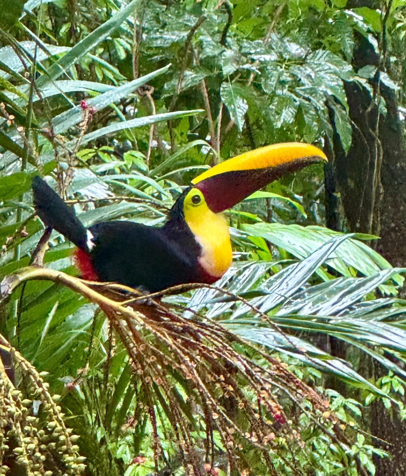 An Abundance Of Wildlife At Jungle Glory Home Abajo مانويل أنطونيو المظهر الخارجي الصورة